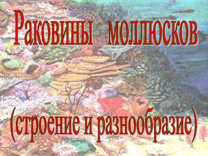 Раковины  моллюсков(строение и разнообразие)