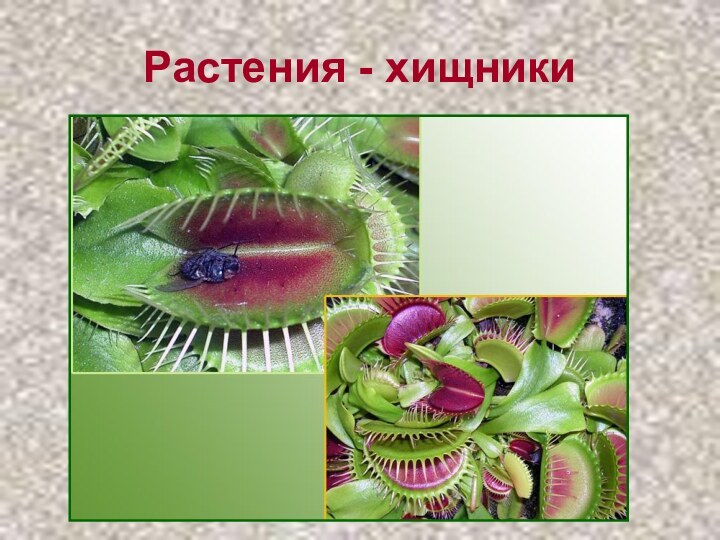 Растения - хищники