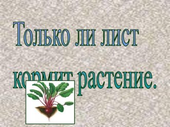 Только ли лист кормит растение