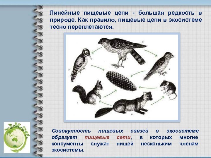 Линейные пищевые цепи - большая редкость в природе. Как правило, пищевые цепи