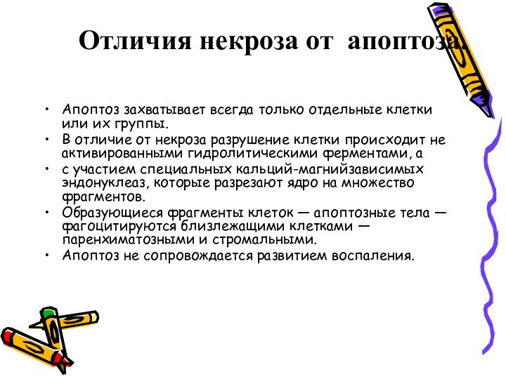 Отличия некроза от апоптоза. Апоптоз захватывает всегда только отдельные клетки или их