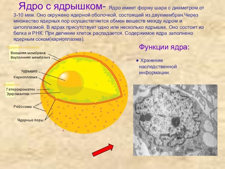 Ядро с ядрышком- Ядро имеет форму шара с диаметром от 3-10