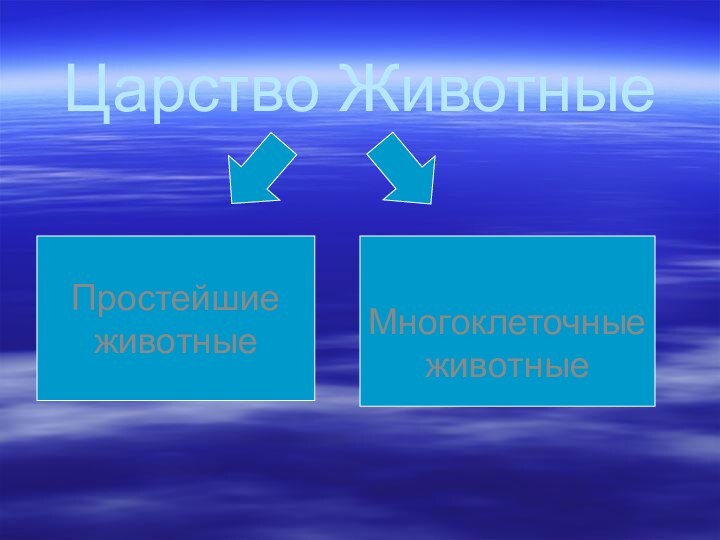 Царство ЖивотныеПростейшие животные Многоклеточные животные