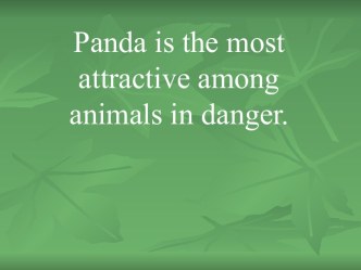 Panda is the most attractive among animals in danger