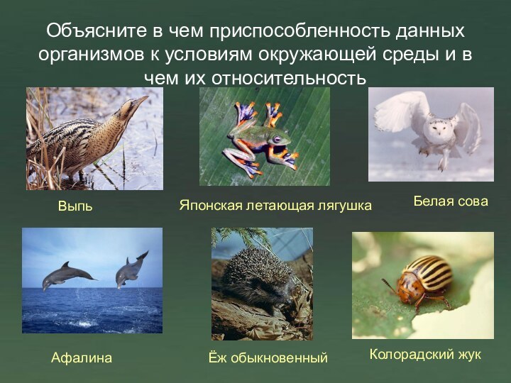 Объясните в чем приспособленность данных организмов к условиям окружающей среды и в