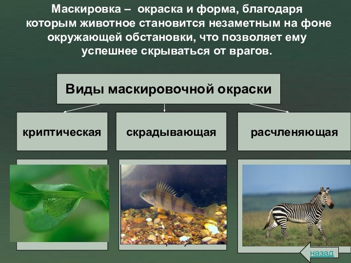 Маскировка – окраска и форма, благодаря которым животное становится незаметным на фоне