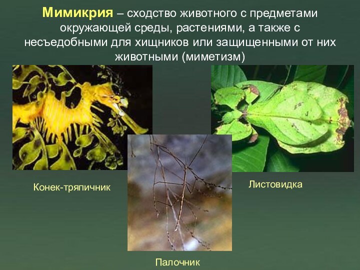 Мимикрия – сходство животного с предметами окружающей среды, растениями, а также с