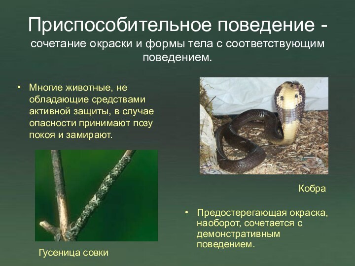 Приспособительное поведение - сочетание окраски и формы тела с соответствующим поведением.Многие животные,