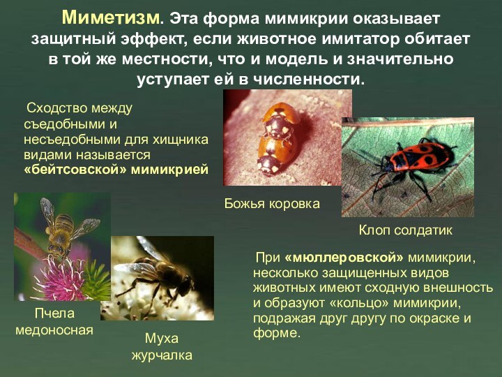 Миметизм. Эта форма мимикрии оказывает защитный эффект, если животное имитатор обитает в