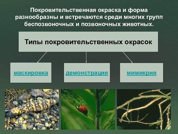 Покровительственная окраска и форма разнообразны и встречаются среди многих групп беспозвоночных и позвоночных животных.Типы покровительственных окрасокмаскировкадемонстрациямимикрия