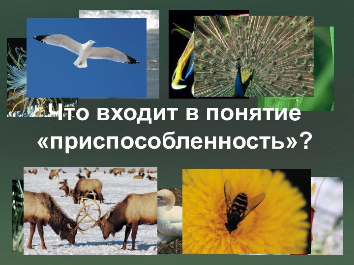 Что входит в понятие «приспособленность»?