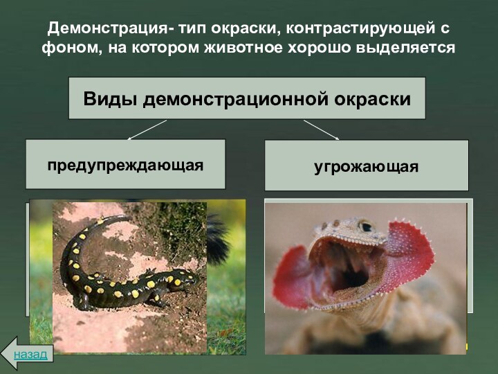 Сочетание яркой окраски с различными защитными приспособлениями; характерна для ядовитых илинесъедобных организмовдемонстрация,