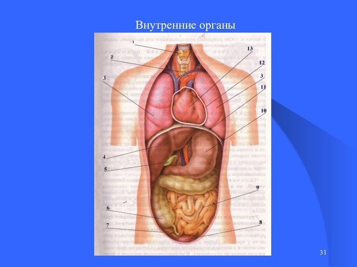 Внутренние органы