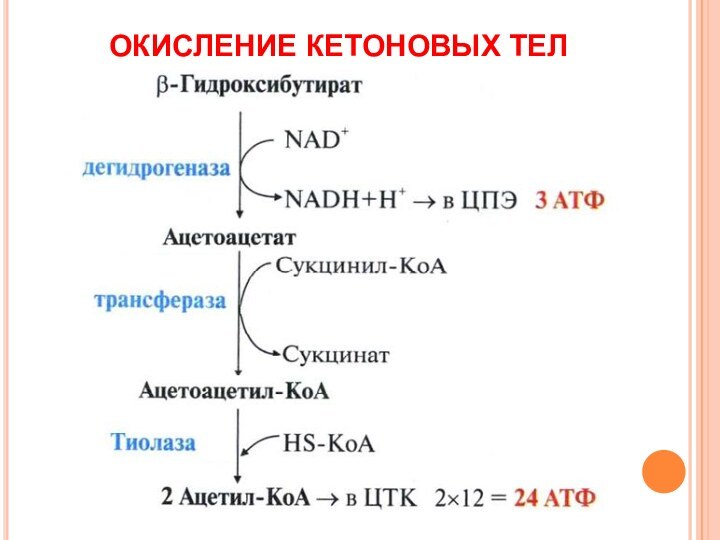 ОКИСЛЕНИЕ КЕТОНОВЫХ ТЕЛ