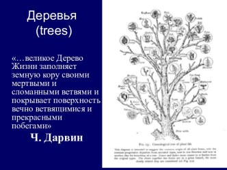 Деревья (trees)