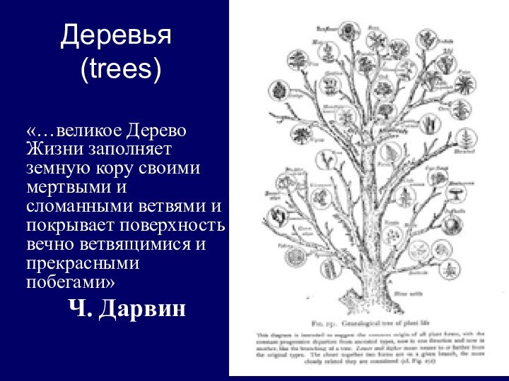 Деревья  (trees)«…великое Дерево Жизни заполняет земную кору своими мертвыми и сломанными