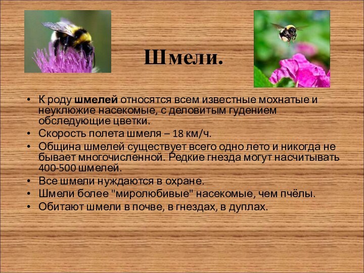 Шмели.К роду шмелей относятся всем известные мохнатые и неуклюжие насекомые, с деловитым гудением