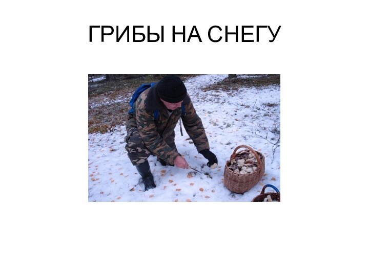 ГРИБЫ НА СНЕГУ