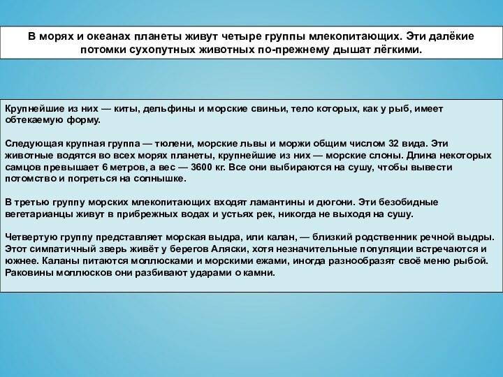 В морях и океанах планеты живут четыре группы млекопитающих. Эти далёкие потомки