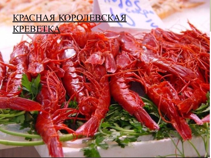 КРАСНАЯ КОРОЛЕВСКАЯ КРЕВЕТКА