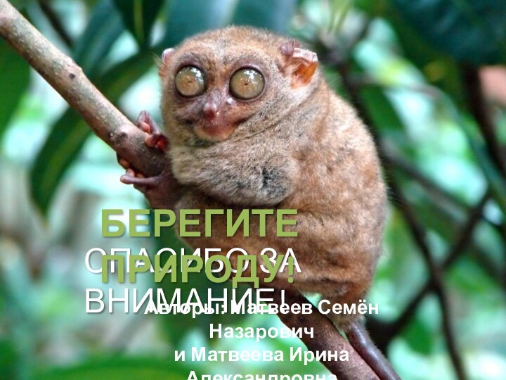 СПАСИБО ЗА ВНИМАНИЕ!БЕРЕГИТЕ ПРИРОДУ!Авторы: Матвеев Семён Назарович и Матвеева Ирина Александровна