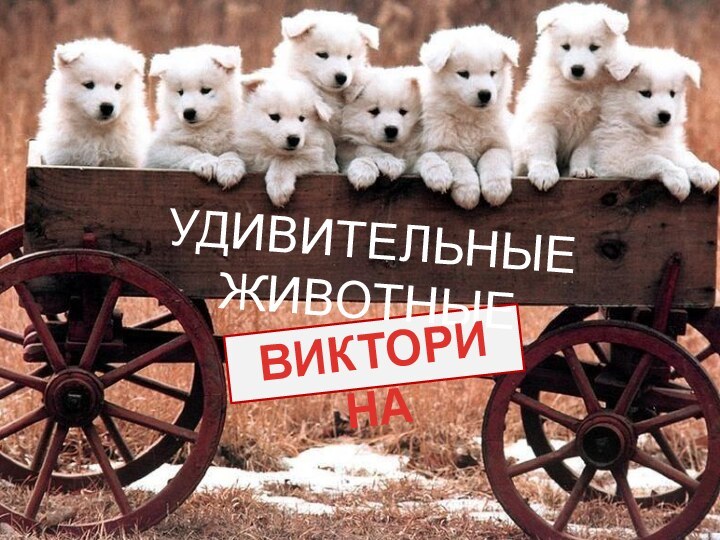 УДИВИТЕЛЬНЫЕ ЖИВОТНЫЕВИКТОРИНА