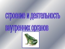 строение и деятельность внутренних органов