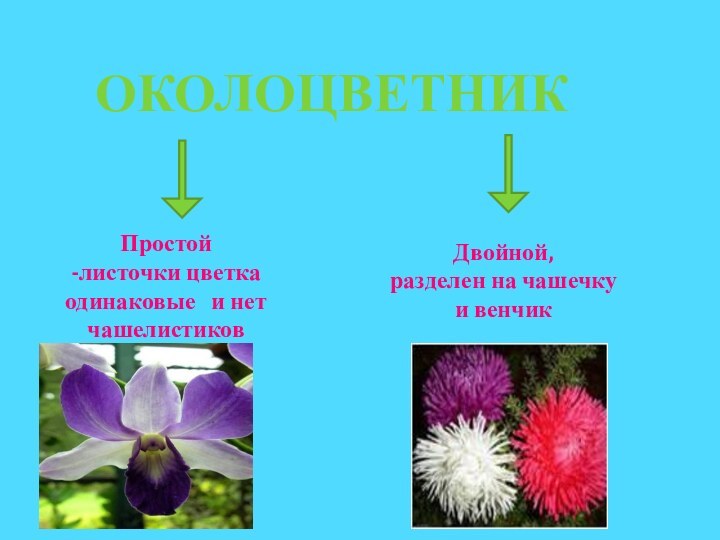 ОКОЛОЦВЕТНИКПростой-листочки цветка одинаковые  и нет чашелистиковДвойной,разделен на чашечку и венчик