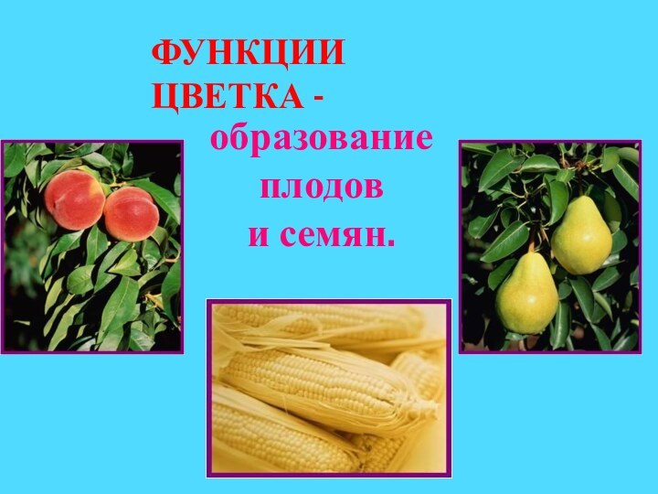 образование плодови семян.ФУНКЦИИ ЦВЕТКА -