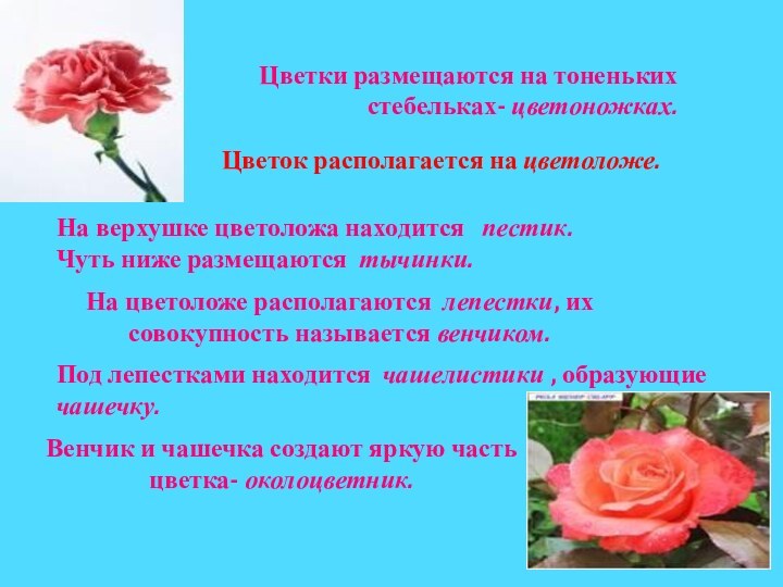 Цветки размещаются на тоненьких стебельках- цветоножках.Цветок располагается на цветоложе.На верхушке цветоложа находится