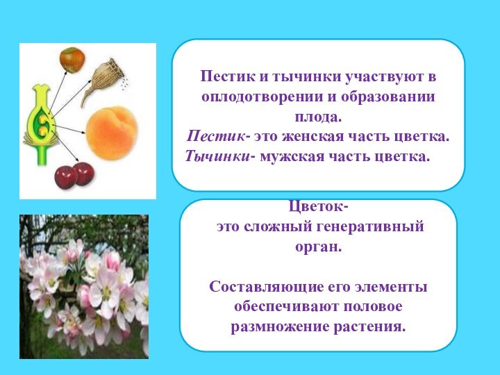 Пестик и тычинки участвуют в оплодотворении и образовании плода.Пестик- это женская часть