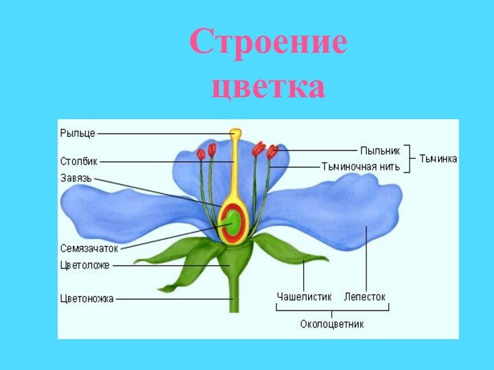 Строение цветка