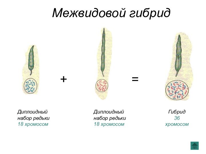 +++==Диплоидный набор редьки 18 хромосомДиплоидный набор редьки 18 хромосомГибрид