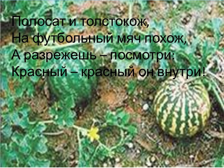 Полосат и толстокож, На футбольный мяч похож, А разрежешь – посмотри: Красный