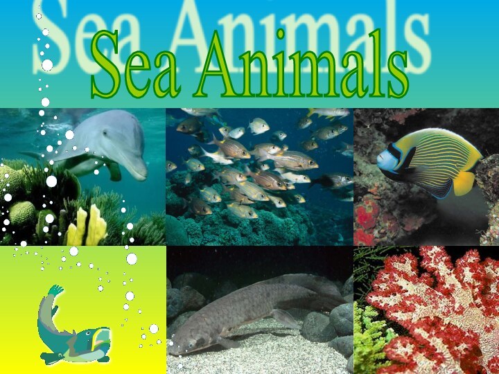 Sea Animals