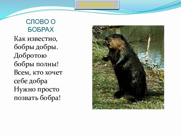 СЛОВО О БОБРАХКак известно, бобры добры. Добротою бобры полны! Всем, кто хочет