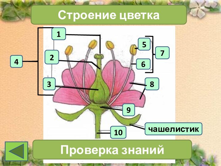 1423Строение цветка7Проверка знанийчашелистик106589