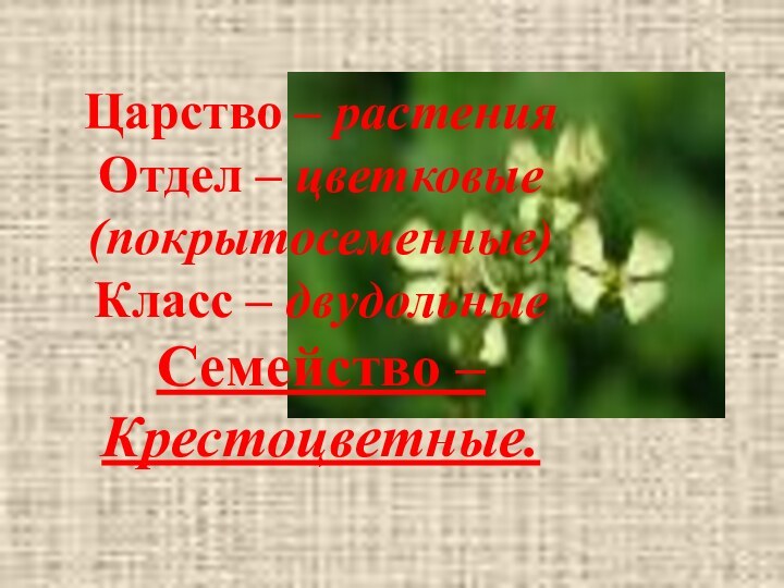 Царство – растения Отдел – цветковые  (покрытосеменные) Класс – двудольные Семейство – Крестоцветные.