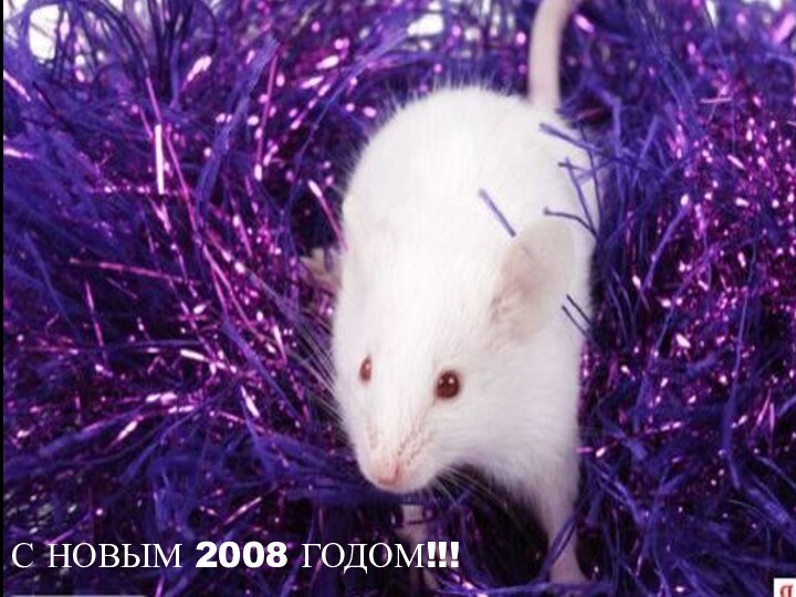 С НОВЫМ 2008 ГОДОМ!!!