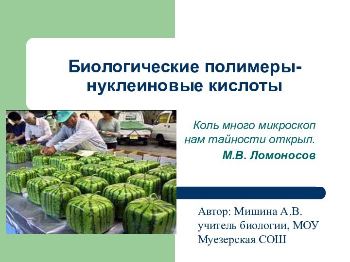 Биологические полимеры- нуклеиновые кислотыКоль много микроскоп нам тайности открыл.М.В. ЛомоносовАвтор: Мишина А.В. учитель биологии, МОУ Муезерская СОШ