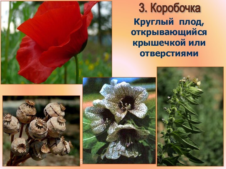 Бочкова И.А.3. КоробочкаКруглый плод, открывающийся крышечкой или отверстиями