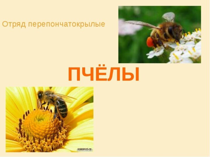 Пчелы