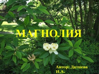 Магнолия