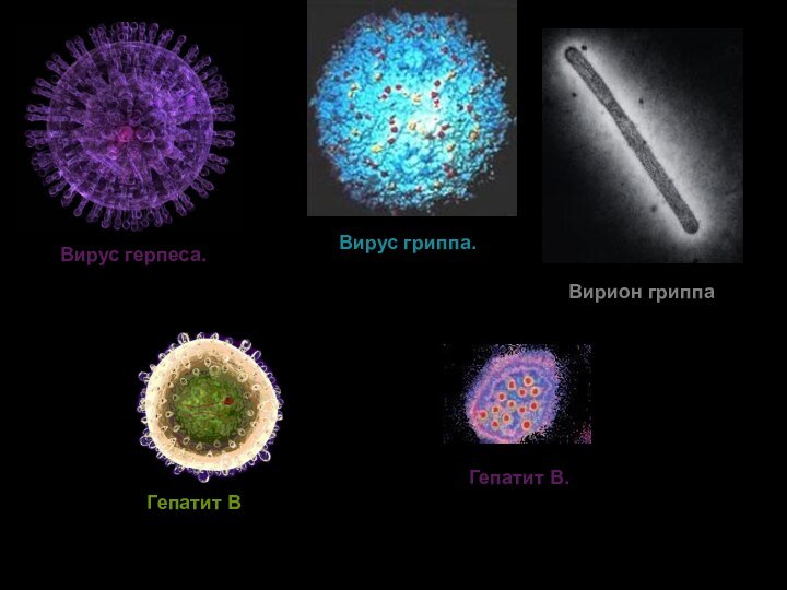 Вирус герпеса.Вирус гриппа.Вирион гриппаГепатит BГепатит B.