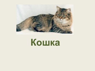 Кошка