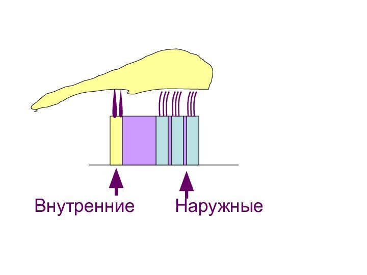 ВнутренниеНаружные