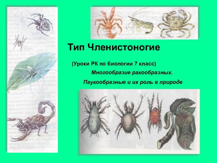 Тип Членистоногие  (Уроки РК по биологии 7 класс) Многообразие ракообразных. Паукообразные