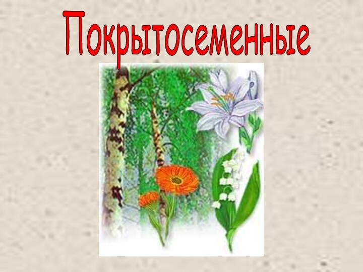 Покрытосеменные