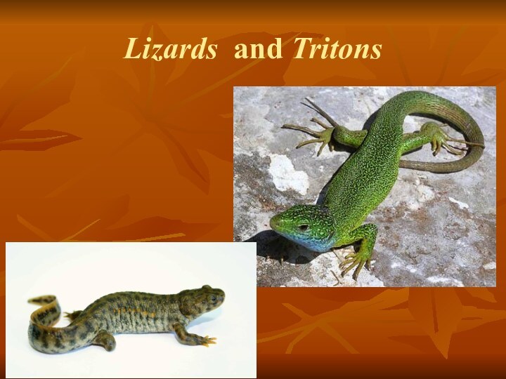 Lizards and Tritons