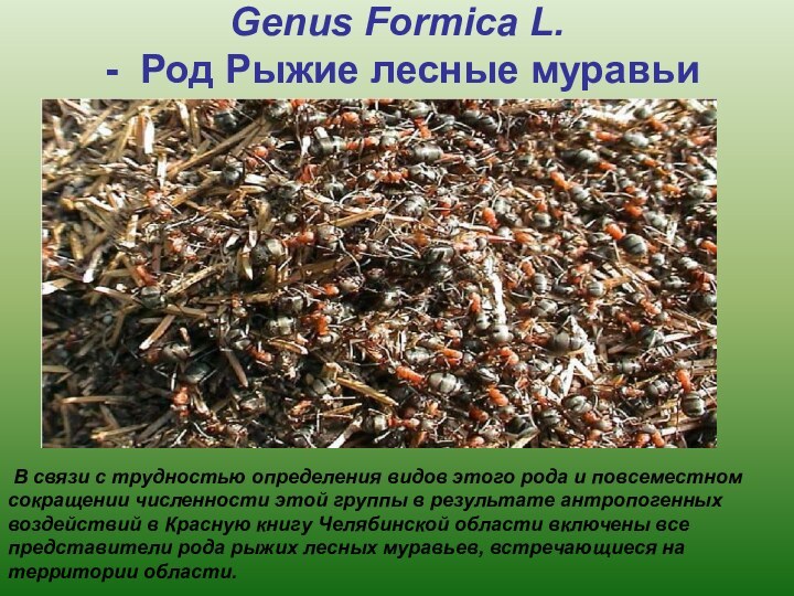 Genus Formica L.  -  Род Рыжие лесные муравьи   В связи